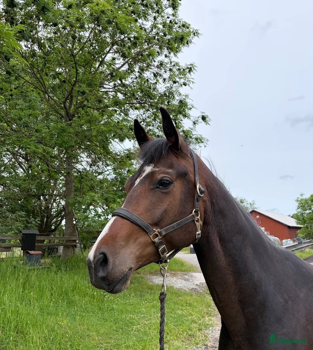 Dressyr hästar till salu: Vackert sto med fina gångarter - Annons 3