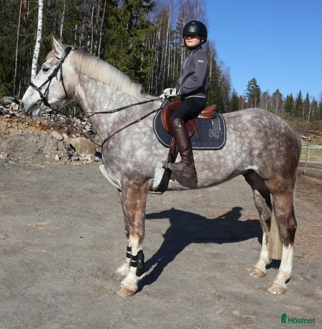 Allround hästar till salu: RIDSKOLA / VERKSAMHET / Valack 174 cm - Annons 3