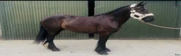 Allround hästar till salu: Handsome gelding 155cm - Annons 10