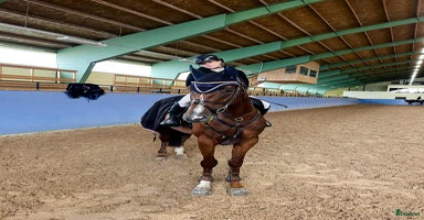  hästar i Åtvidaberg - Annons 13