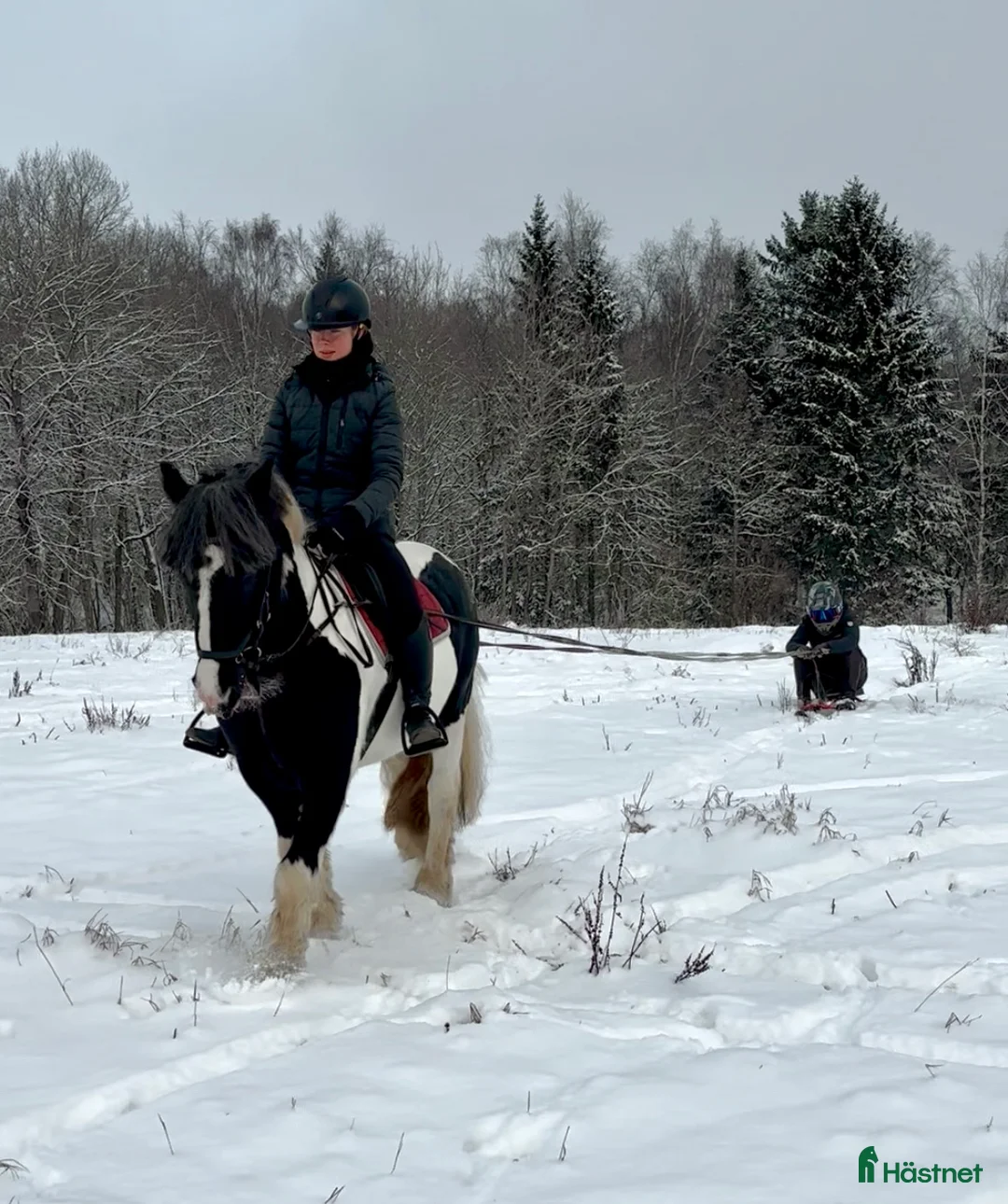 Allround hästar till salu: 🩵 Charmigaste pojken 🩵 - Annons 3