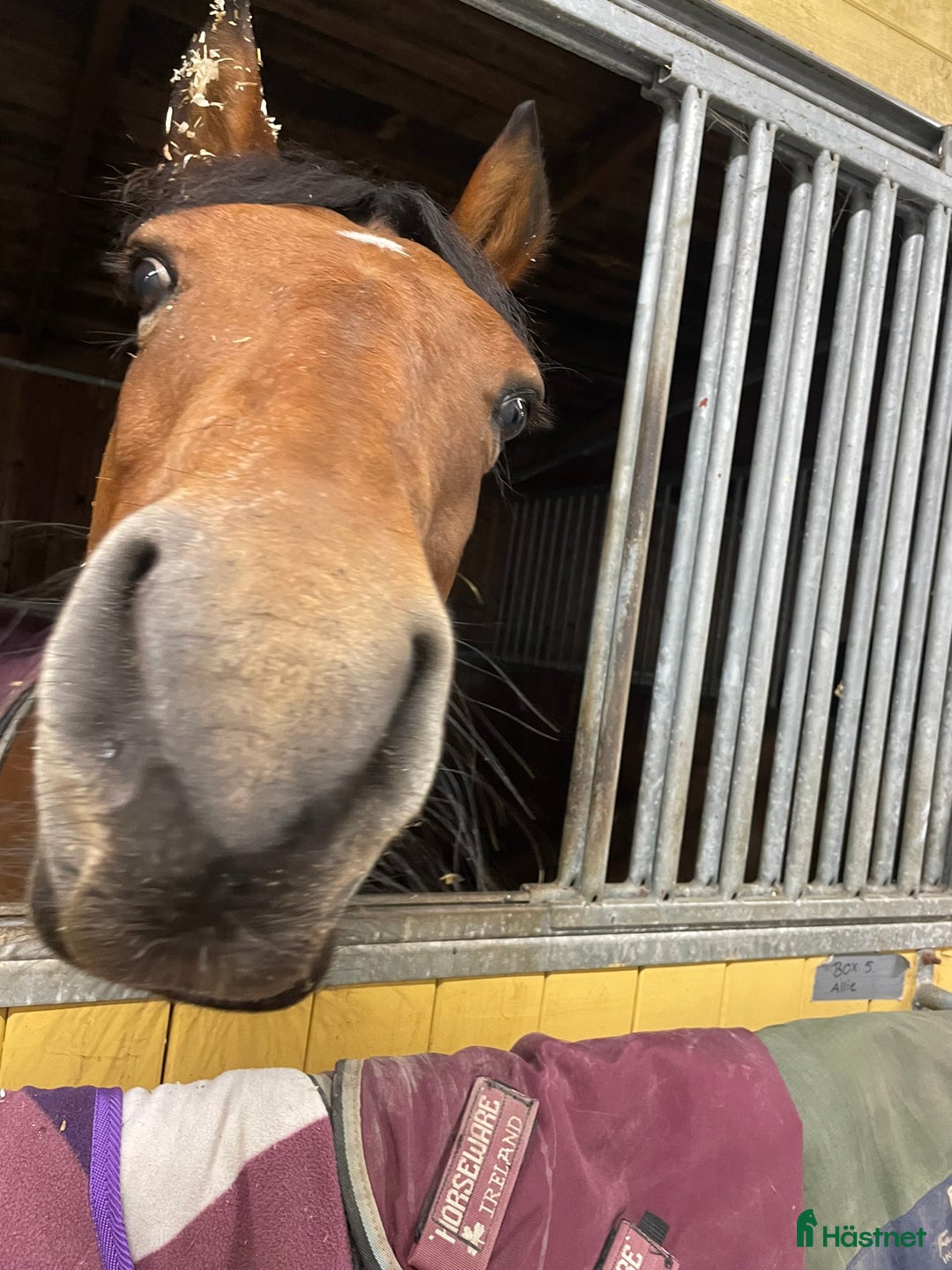 Hoppning hästar till salu: Supersnäll D-ponny i Kungsängen - Annons 8