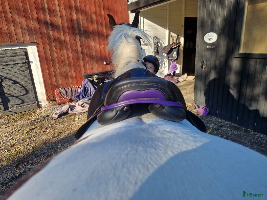 Sadlar hästutrustning till salu: Ponnysadel hoppning 15 tum  i Månkarbo - Annons 2