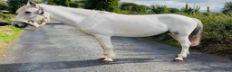Hoppning hästar till salu: Super 138 pony - Annons 9