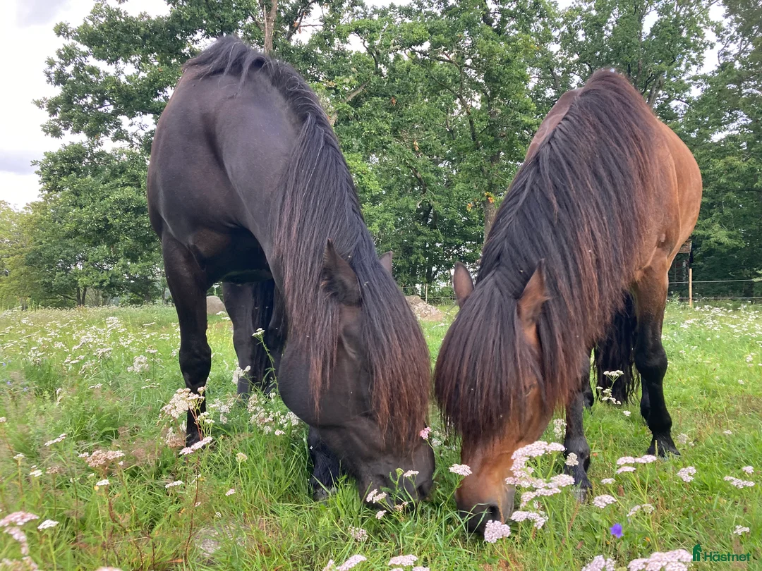 foderhäst finnes: Kallblod söker fodervärd i Göteborg - Annons 12