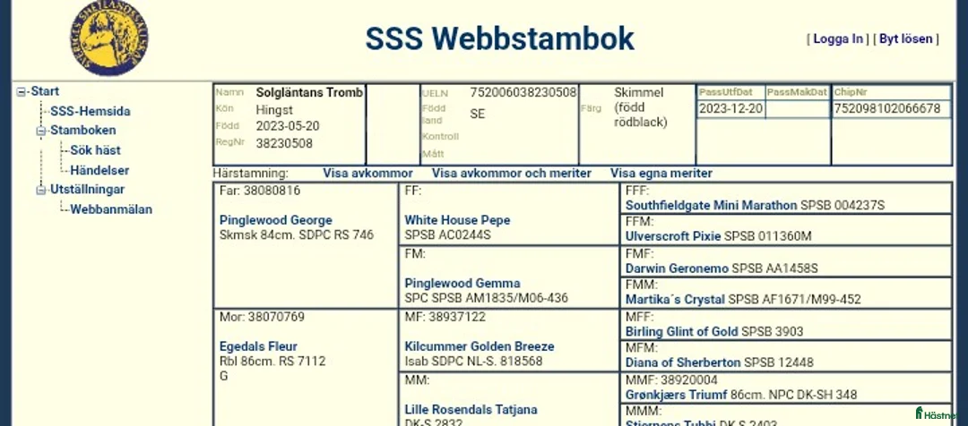 Trav hästar till salu: Shetlandshingst 3 år  - Annons 4
