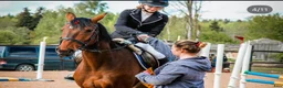 Hoppning hästar till salu: Storhoppande 5-åring  - Annons 2