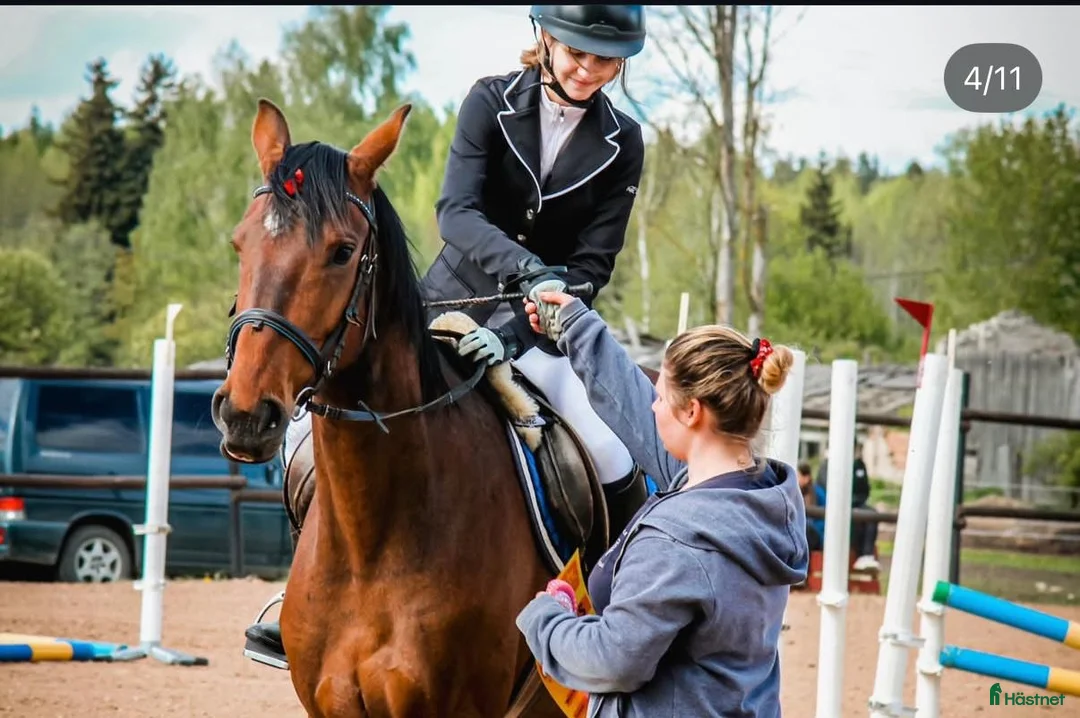 Hoppning hästar till salu: Storhoppande 5-åring  - Annons 2