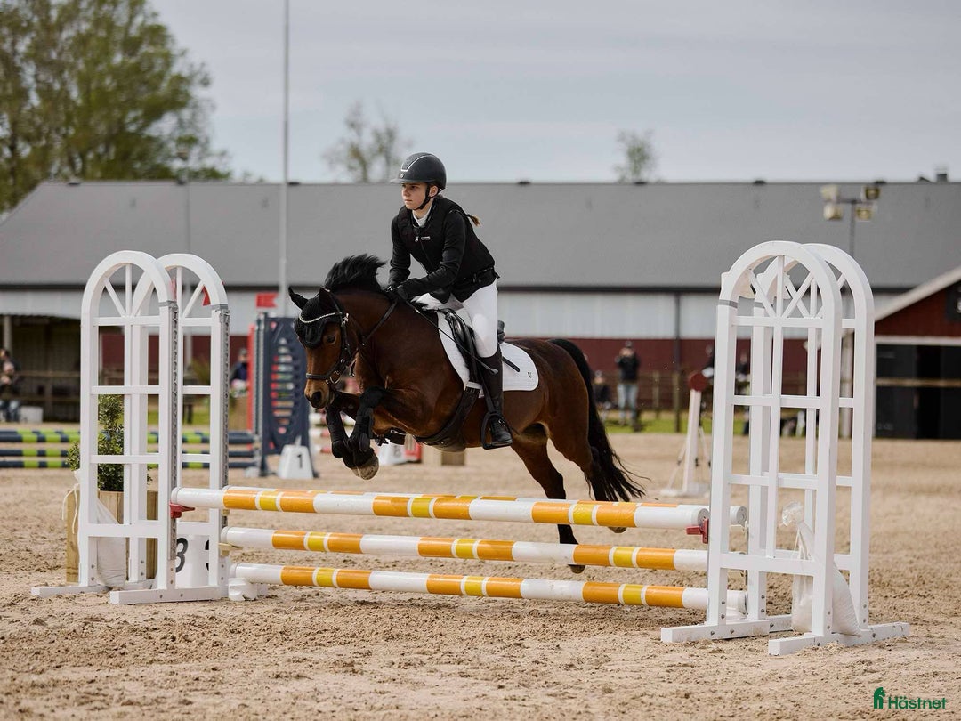 Hoppning hästar till salu: En riktig bästa kompis  i Vikingstad - Annons 3