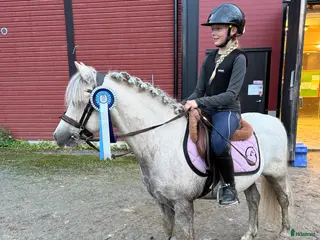 hästar Superhärlig ponny till salu i Skellefteå - Annons 1