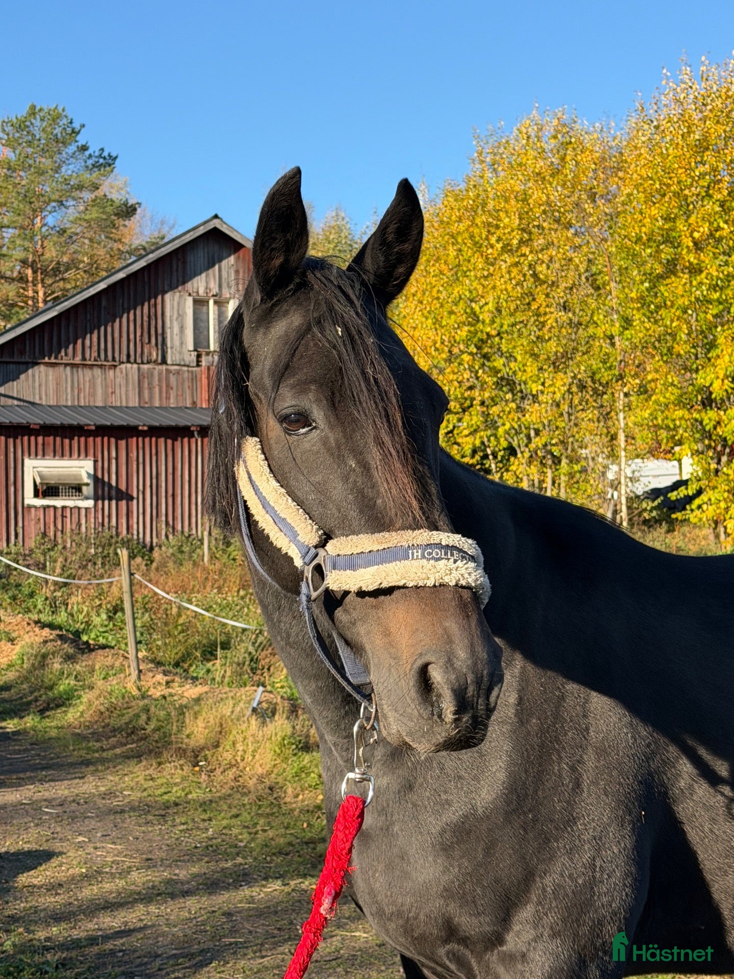  hästar till salu: Sällskap/hobby - Annons 17
