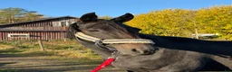 Allround hästar till salu: Sällskap/hobby - Annons 1