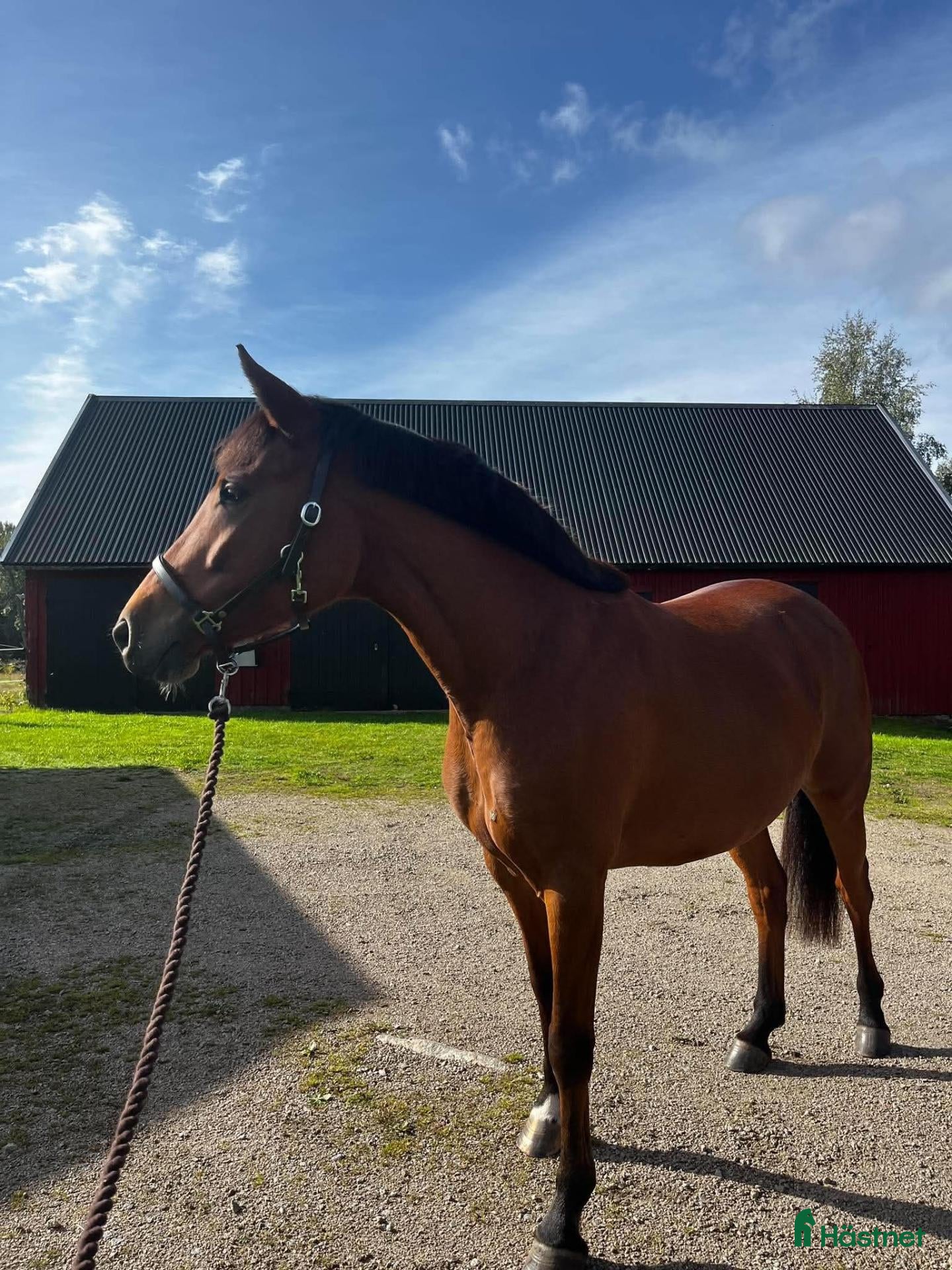  hästar Mycket lovande ungsto med toppstam - Annons 5
