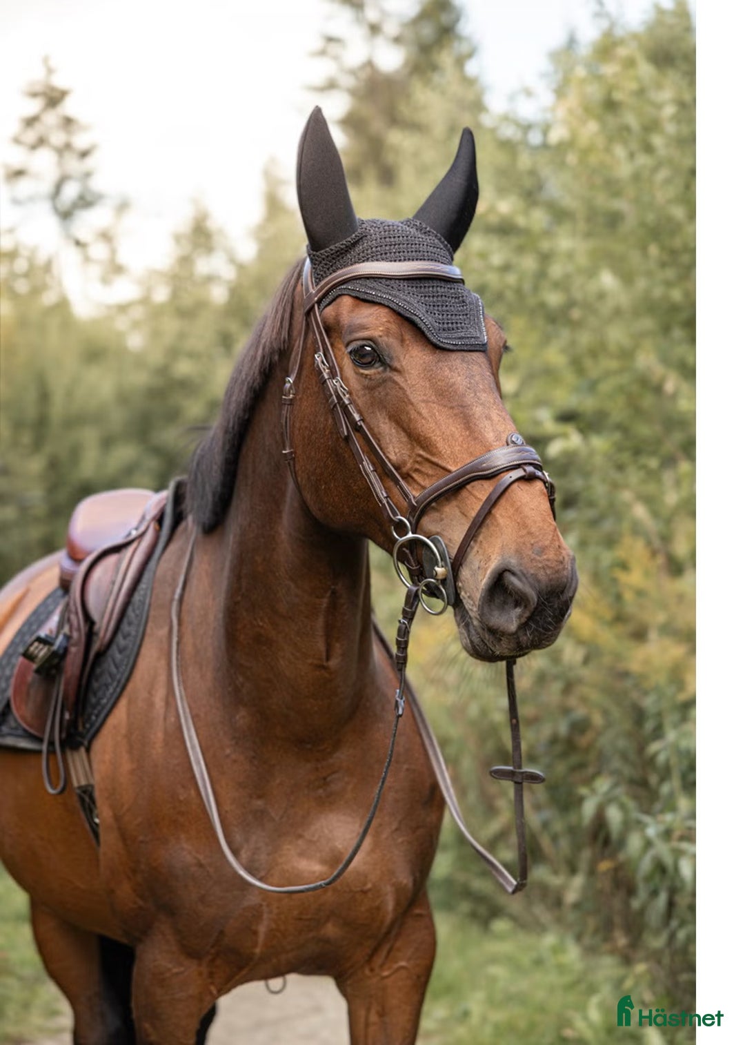 Hoppning hästar till salu: Snill spranghest med stor kapasitet i Nittedal - Annons 8