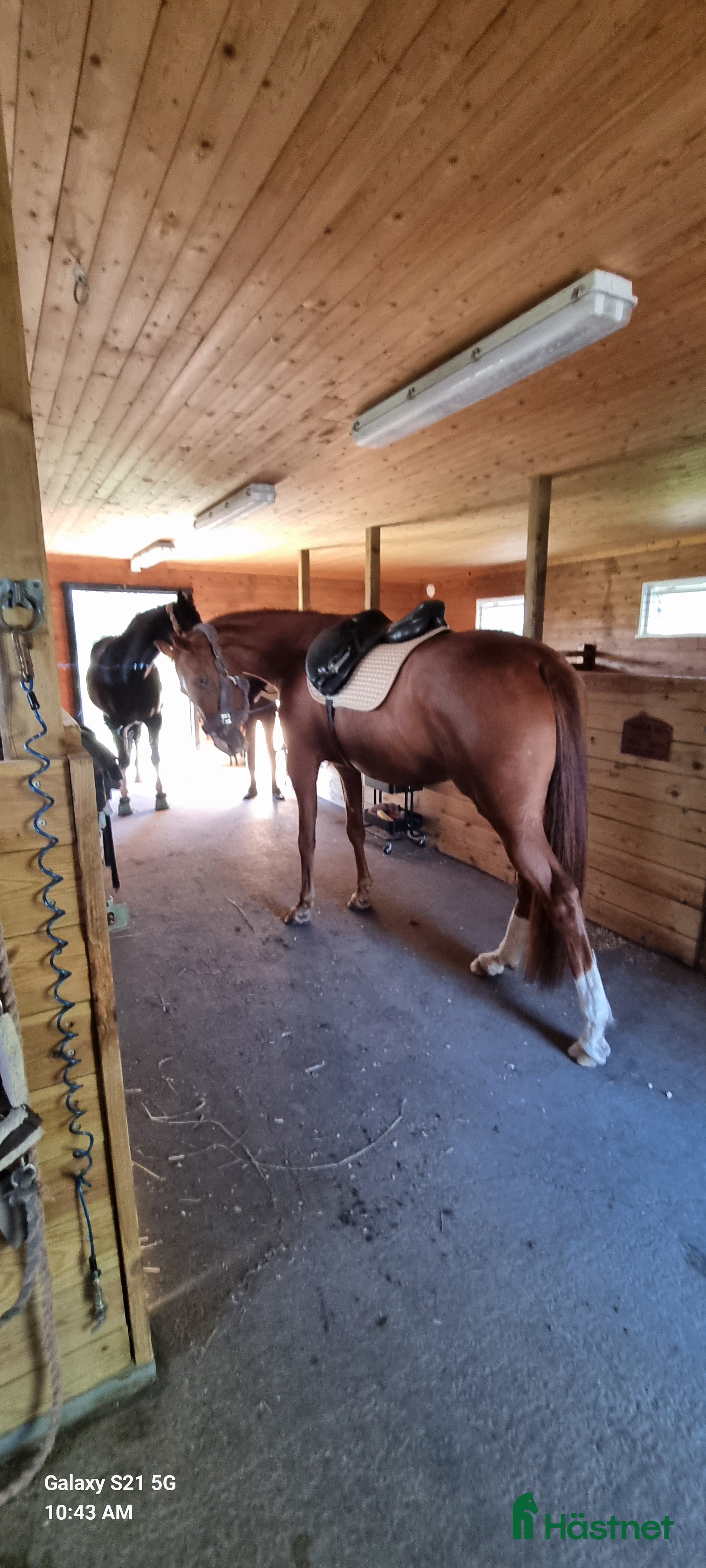  medryttarhäst finnes: Medryttare sökes till två ston. i Märsta - Annons 14