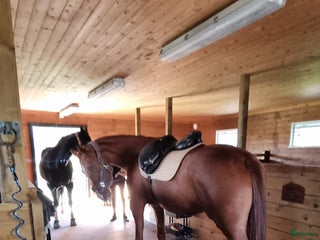 medryttarhäst finnes: Medryttare sökes till två ston. i Märsta - Annons 14