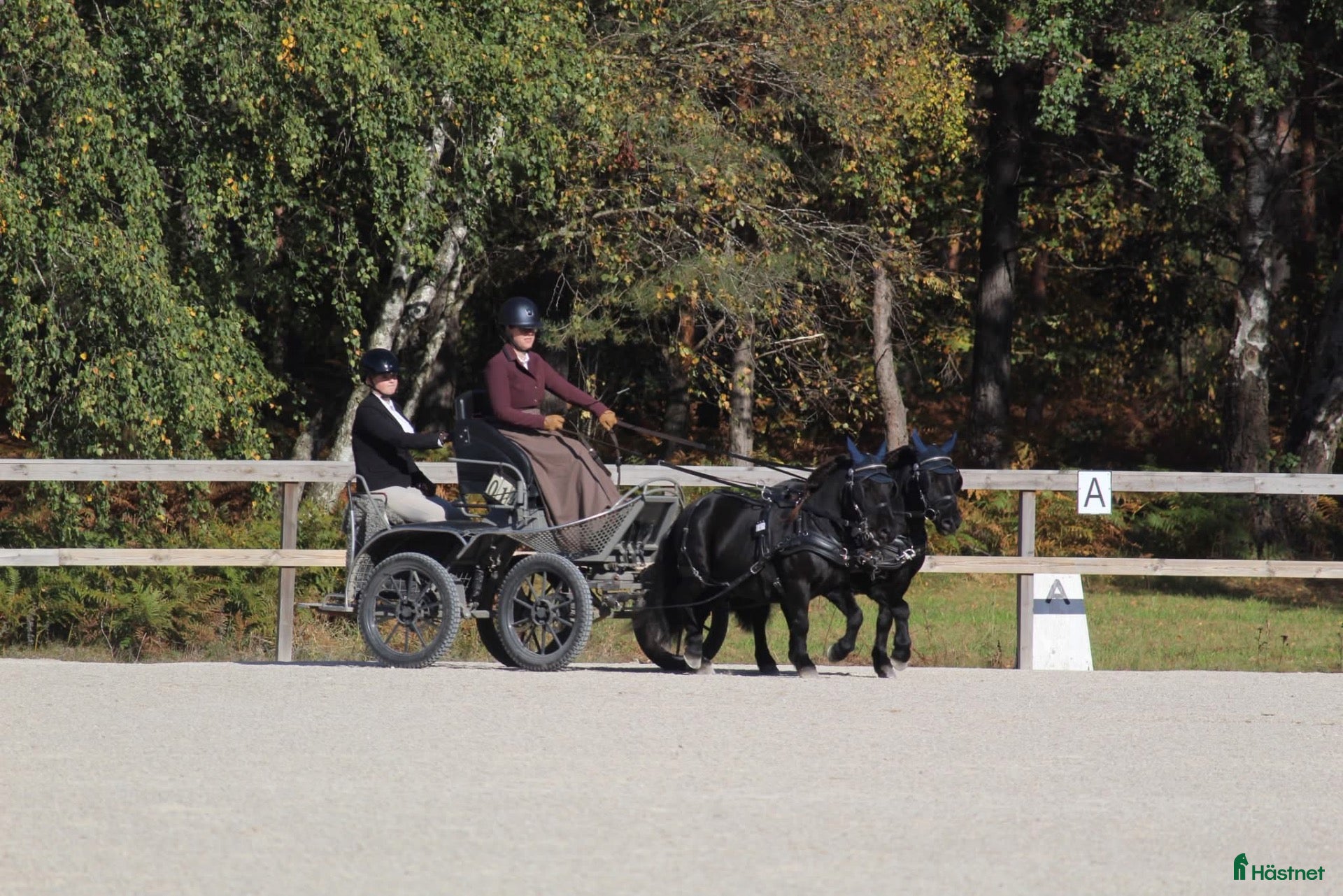  hästar till salu: 🌟 Två meriterade tävlingsponnyer 🌟 - Annons 1