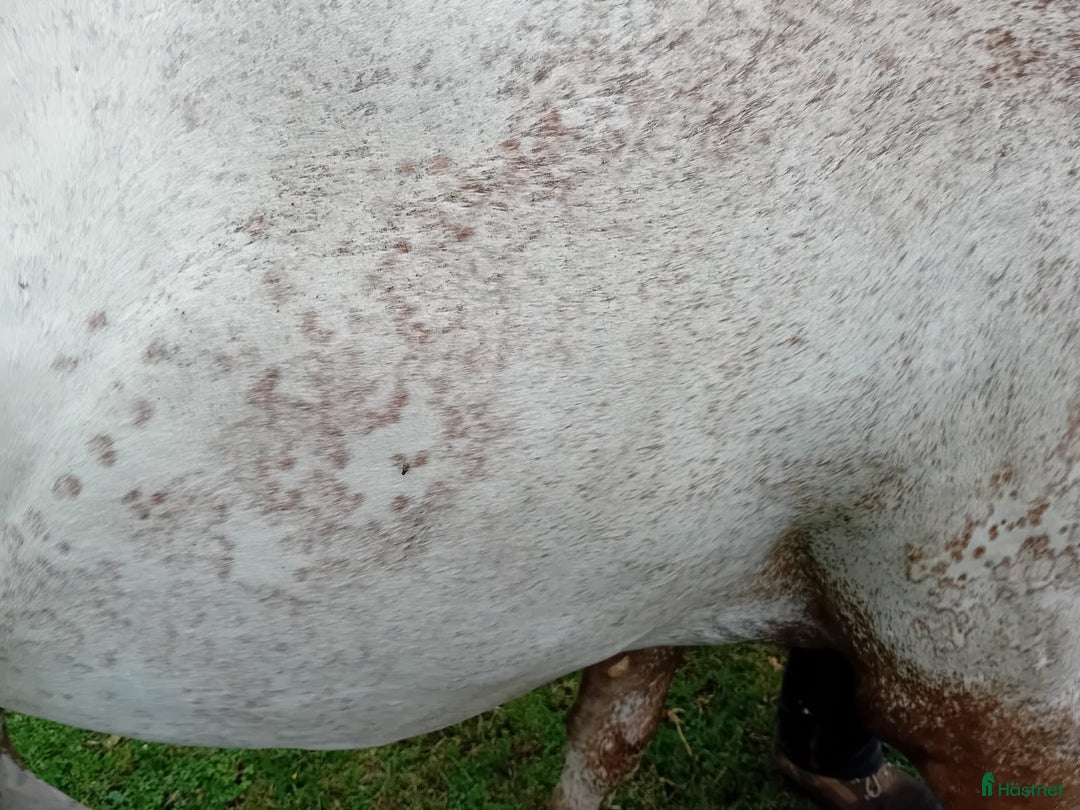 Western hästar till salu: Appaloosa Colt i Sösdala - Bild 5