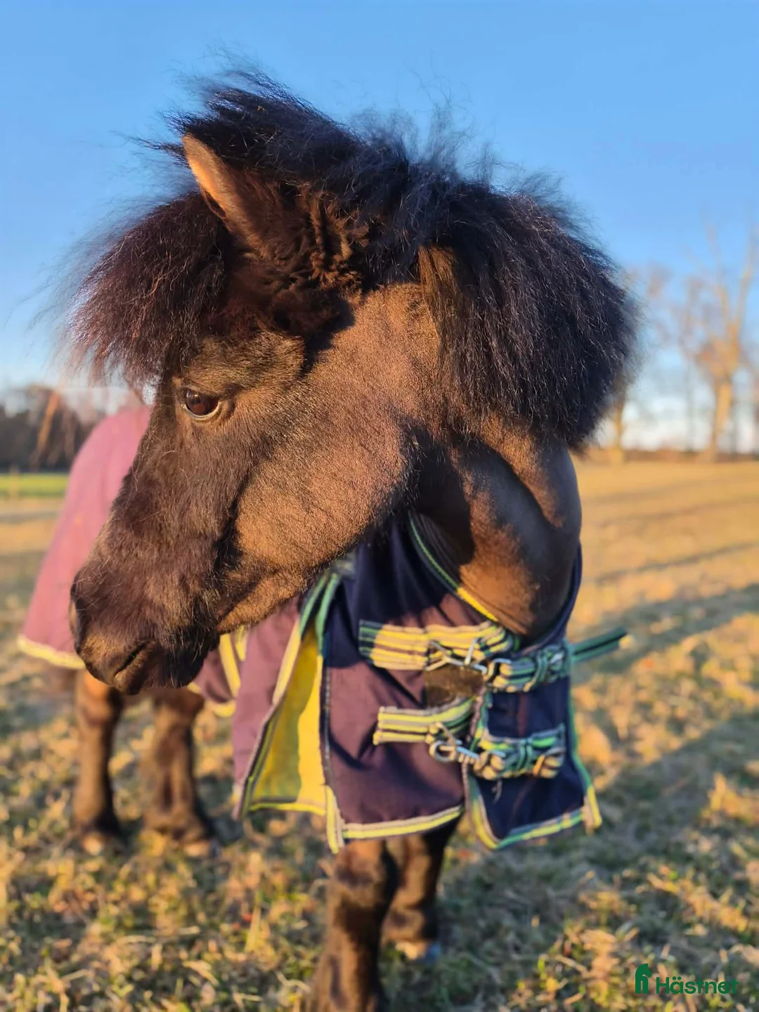 Körning hästar till salu: Ponnyn alla drömmer om!🌟 - Annons 5