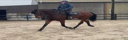 Allround hästar till salu: 9yr old Irish Sport Horse all rounder - Annons 5