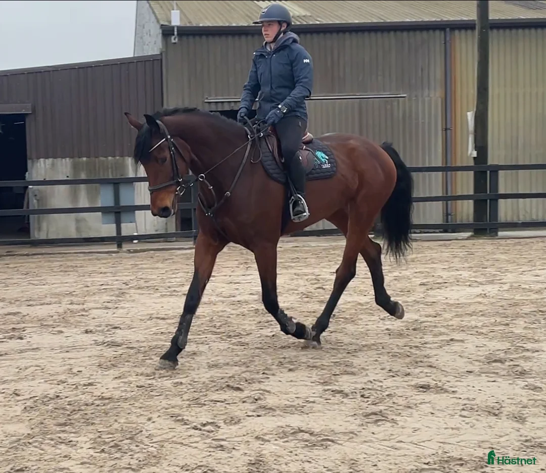 Allround hästar till salu: 9yr old Irish Sport Horse all rounder - Annons 5