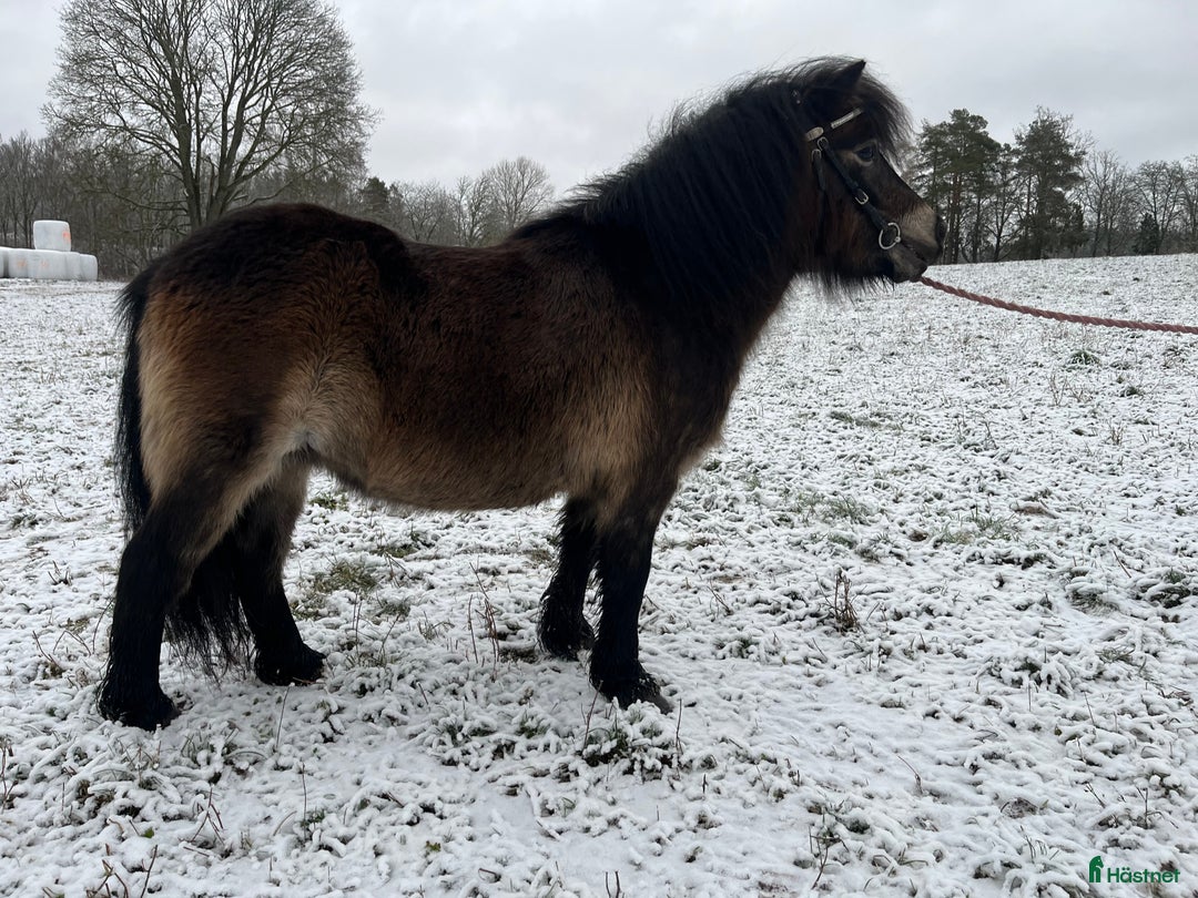 Allround hästar till salu: Diplomsto  i Tranås - Annons 5