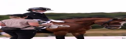 Dressyr hästar till salu: Schoolmaster fei pony - Annons 8