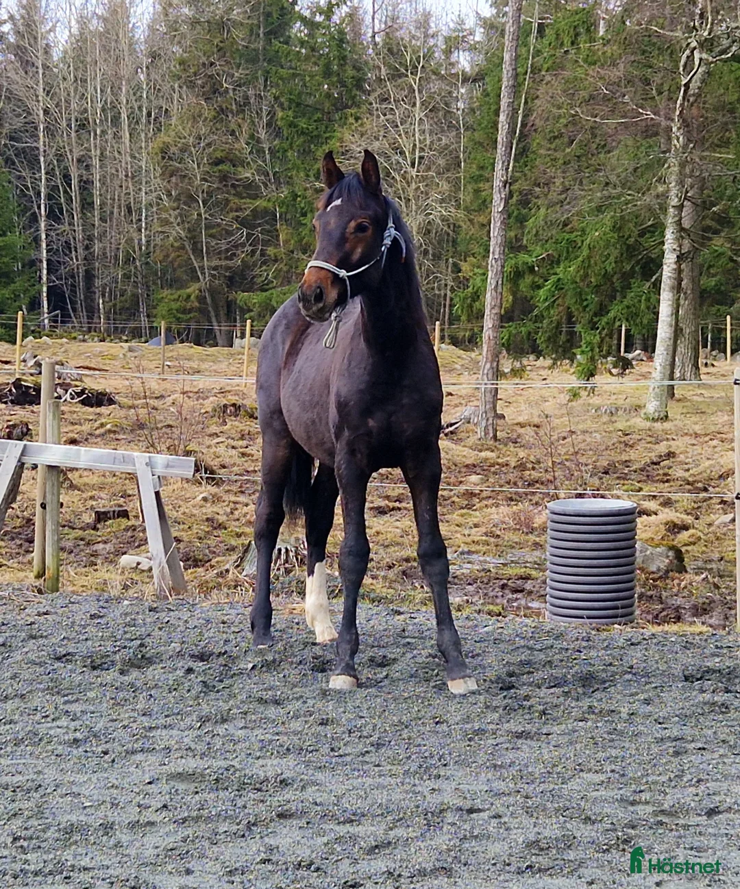 Galleribild {{count}}