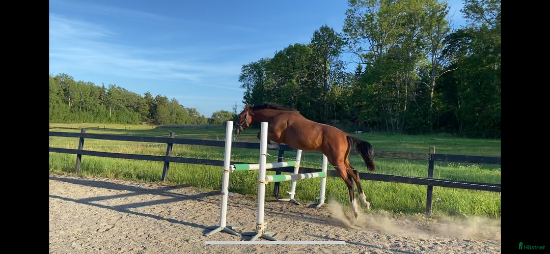 Hoppning hästar till salu: Valack född -24 efter El Barone 111 Z  i Mariefred - Annons 2