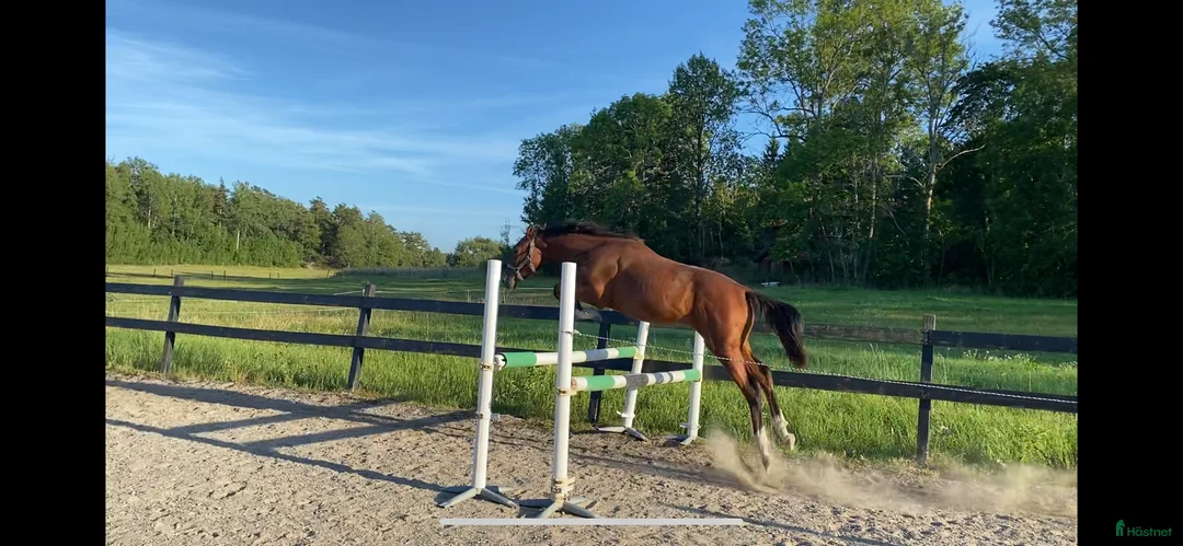 Hoppning hästar till salu: Valack född -24 efter El Barone 111 Z  - Annons 2