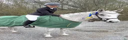  medryttarhäst sökes: Medryttarhäst sökes (Stockholm/Västerhaninge) - Annons 2
