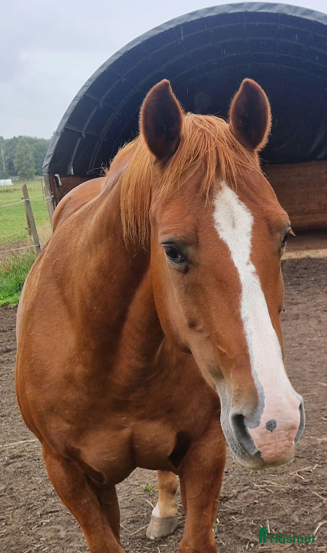  hästar Snäll Quarter valack  - Annons 1