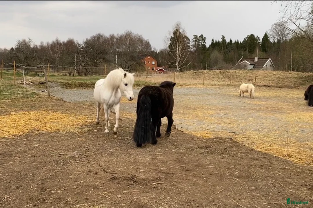 Allround hästar sökes: Ridbar valack sökes - Annons 2