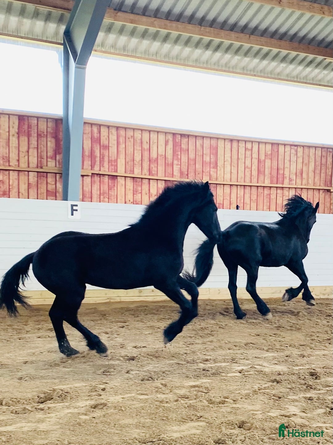 Dressyr hästar till salu: Frieser hingst KFPS i Löberöd - Bild 5