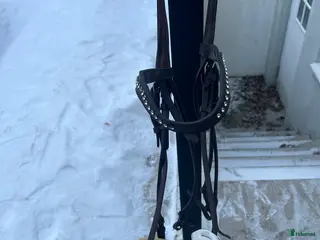 Träns hästutrustning Brunt kandar i Visby - Annons 18