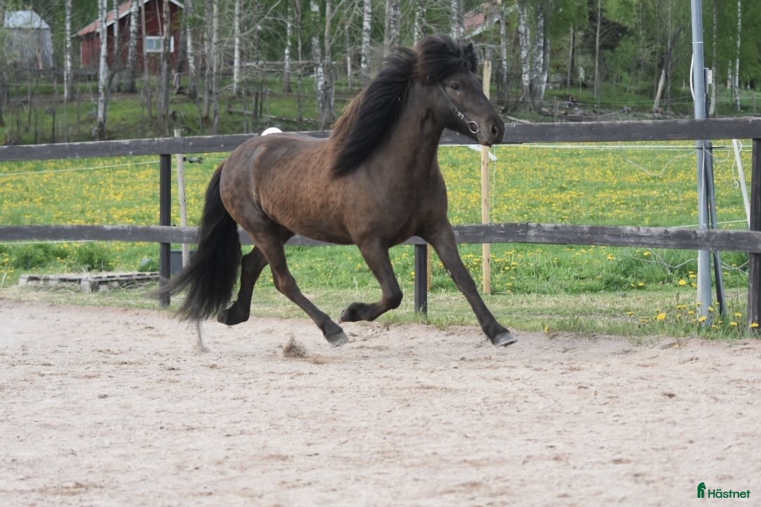  hästar Harrý från Sörbo Gullbacken  - Annons 11