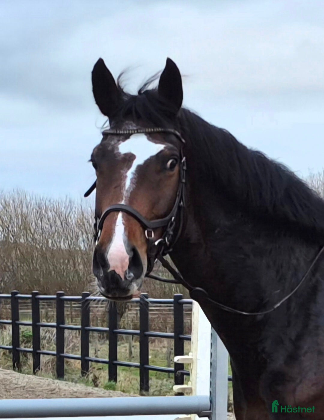  hästar Sportigt stabilt sto  - Annons 11