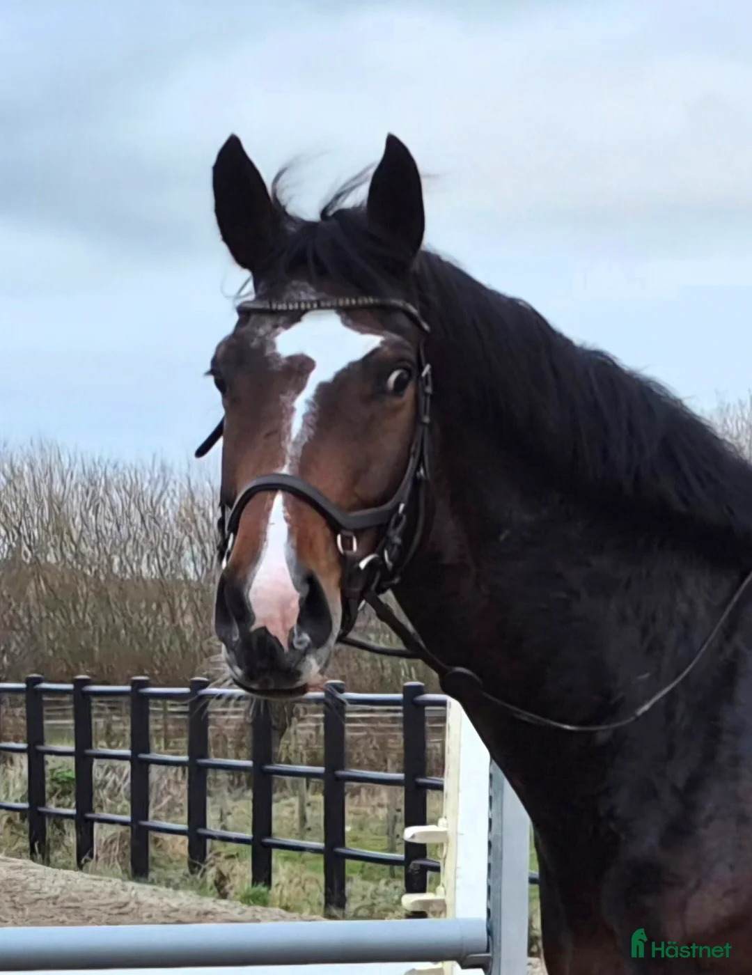 Allround hästar till salu: Sportigt stabilt sto ev byte i Dösjebro - Annons 4