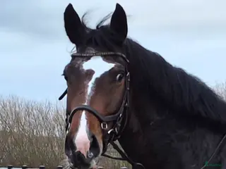 hästar Sportigt stabilt sto - Annons 15