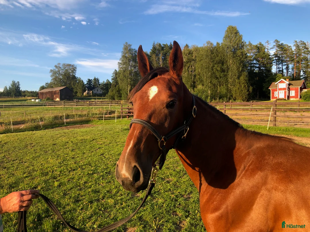 Trav hästar till salu: Flott 2-Års sto i Årjäng - Annons 2