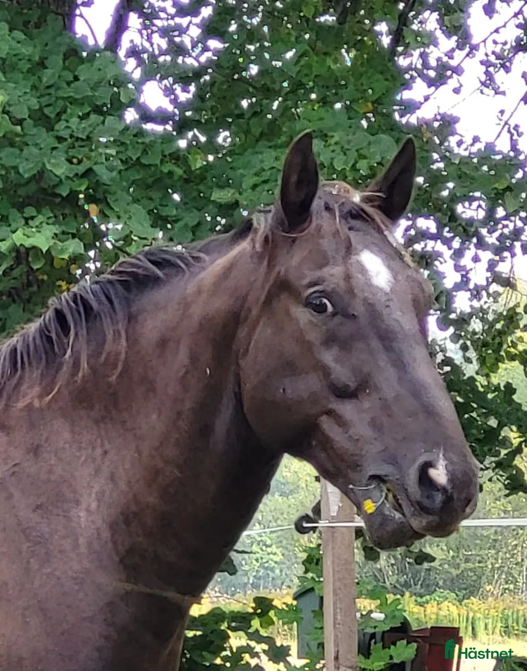 Allround hästar till salu: Max söker ett nytt hem - Annons 5