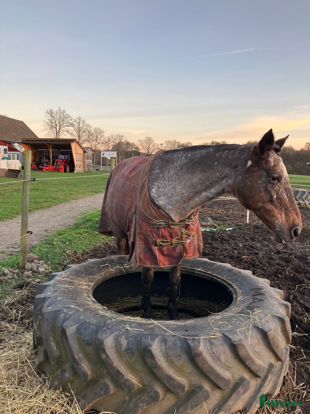 Allround hästar till salu: Världens snällaste ponny i Sjöbo - Annons 4