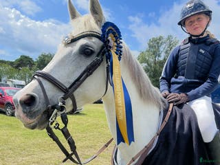 hästar Fin ponny - Annons 8