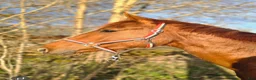 Dressyr hästar till salu: Röd Ferrari - Annons 4