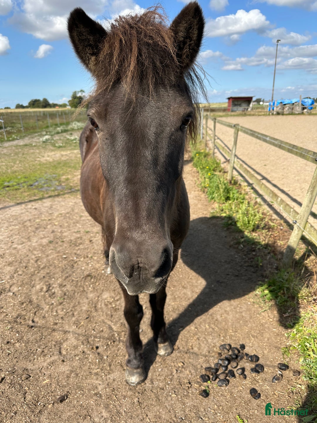  medryttarhäst finnes: Medryttare till islandshäst i Staffanstorp - Annons 2