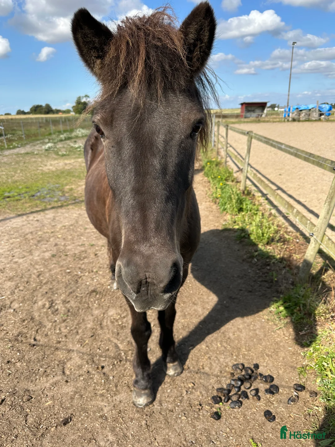  medryttarhäst finnes: Medryttare till islandshäst i Staffanstorp - Annons 2