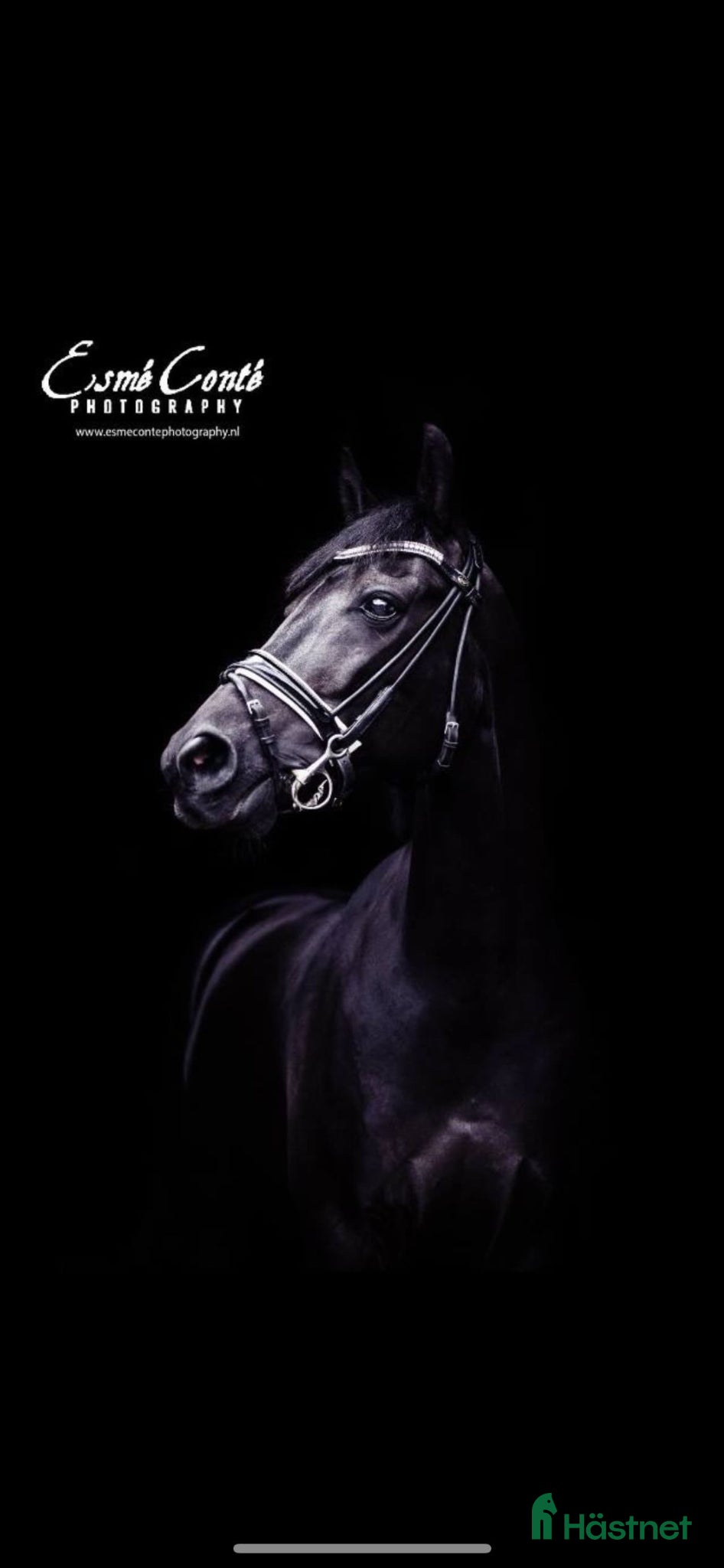  hästar Mistery - Lyx i ponnyformat✨ - Annons 2