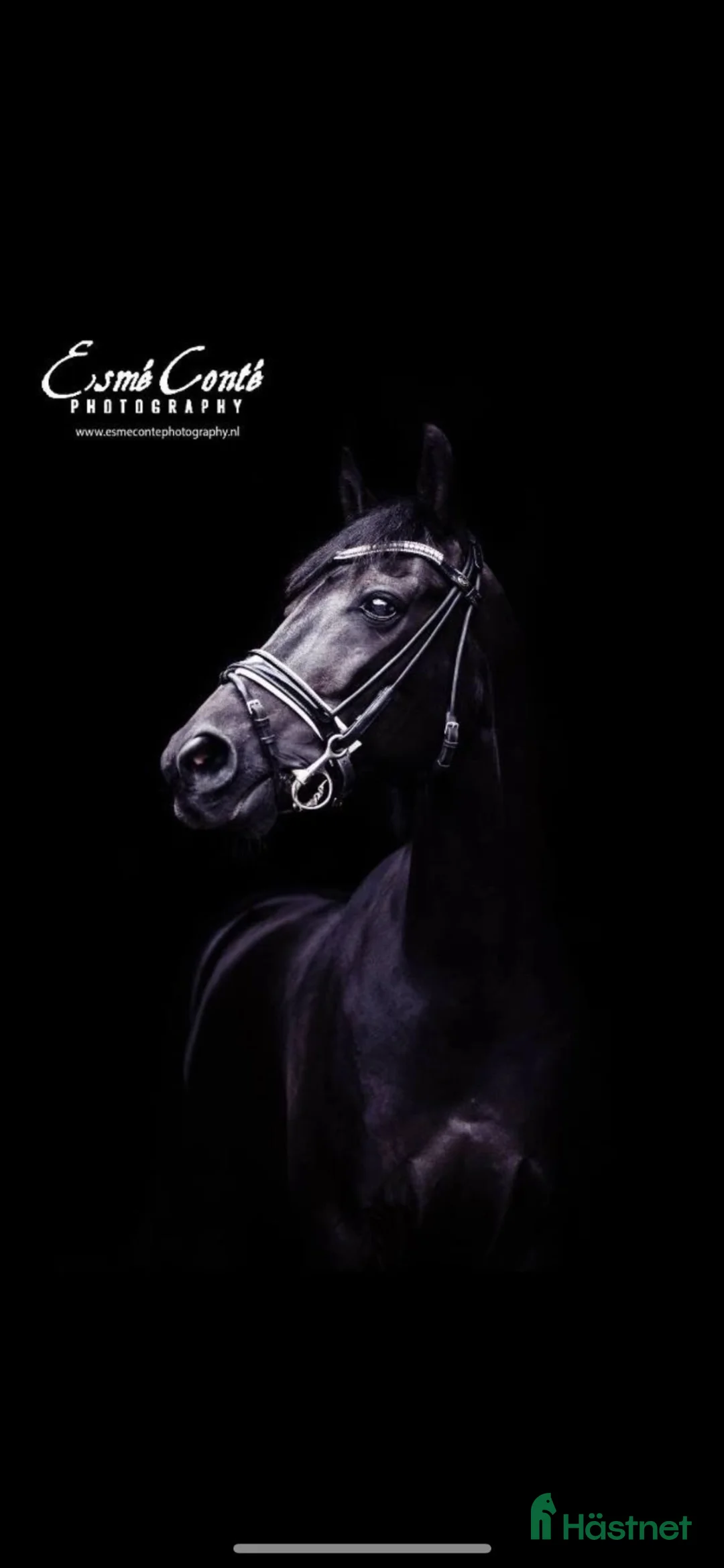 Dressyr hästar till salu: Mistery - Lyx i ponnyformat✨ - Annons 2