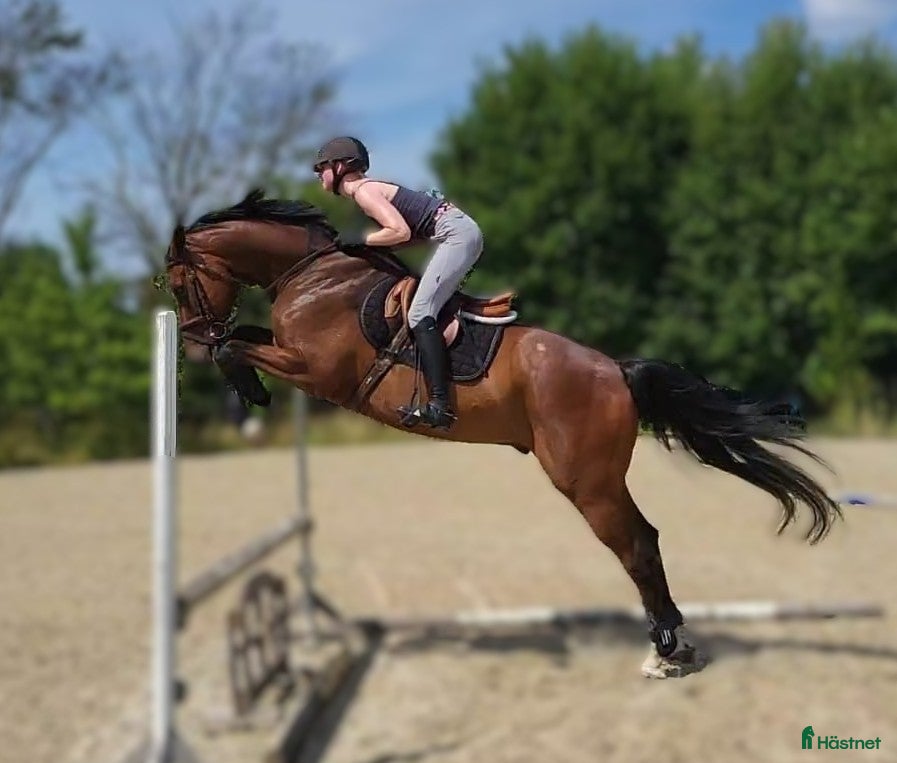  hästar The perfect blend - showjumping power of dressage  i Helsinge kommun - Annons 4