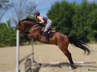 hästar The perfect blend - showjumping power of dressage i Helsinge kommun - Annons 15